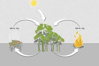Scheitholz Bioerklärung